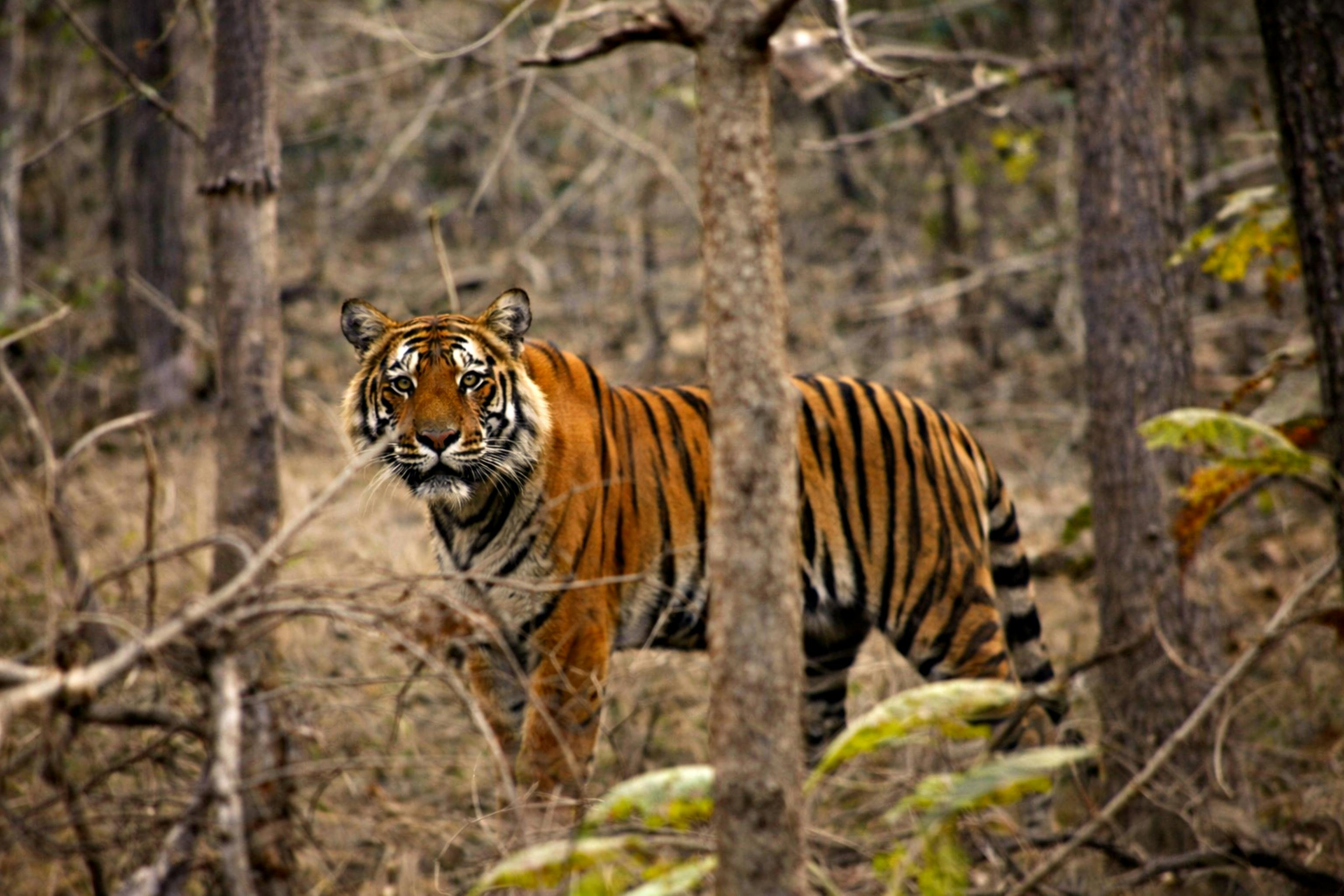 Ranthambore Tiger Safari